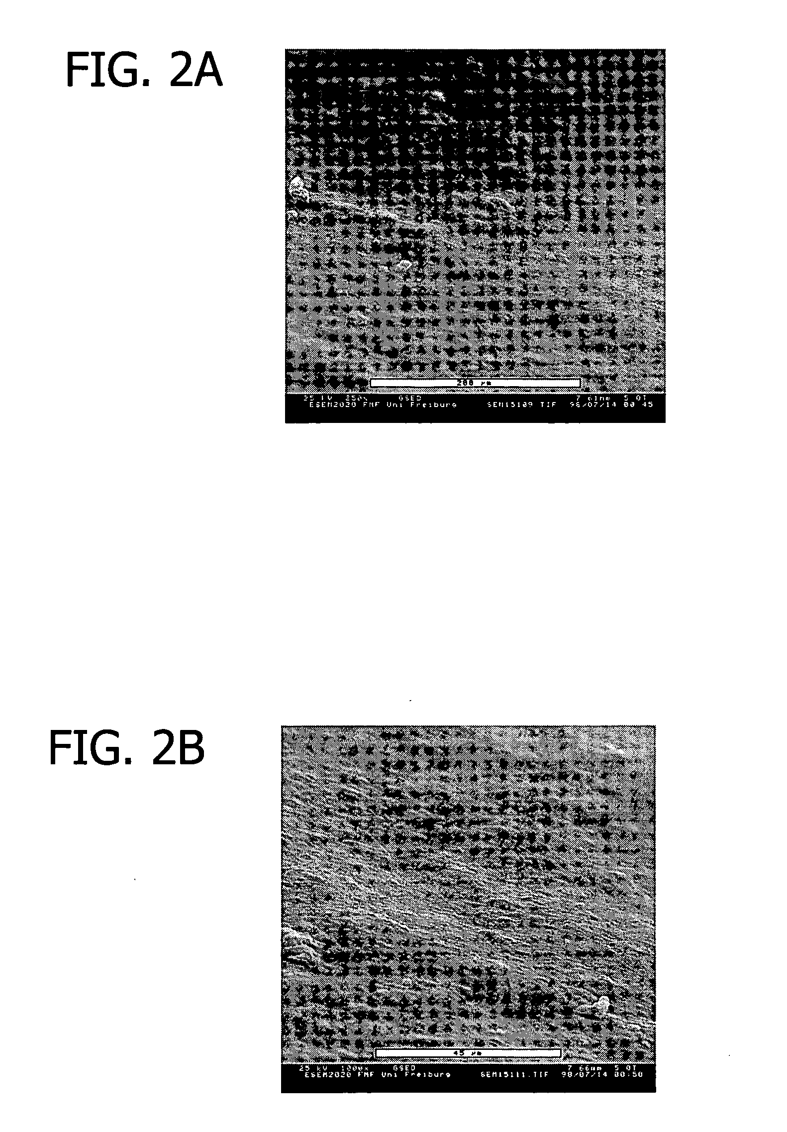 Methods for repairing and regenerating human dura mater