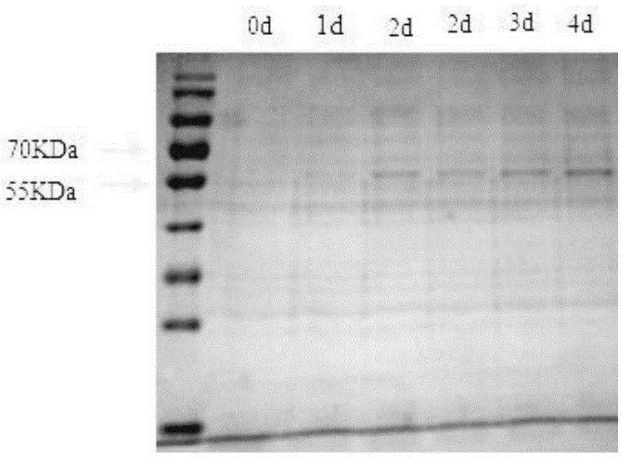 Enzymatic preparation method for 2, 5-furandicarboxylic acid