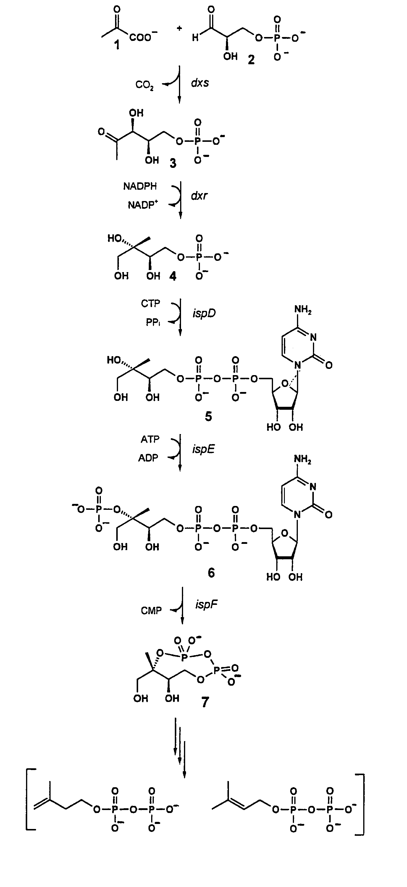 Intermediates and enzymes of the non-mevalonate isoprenoid pathway