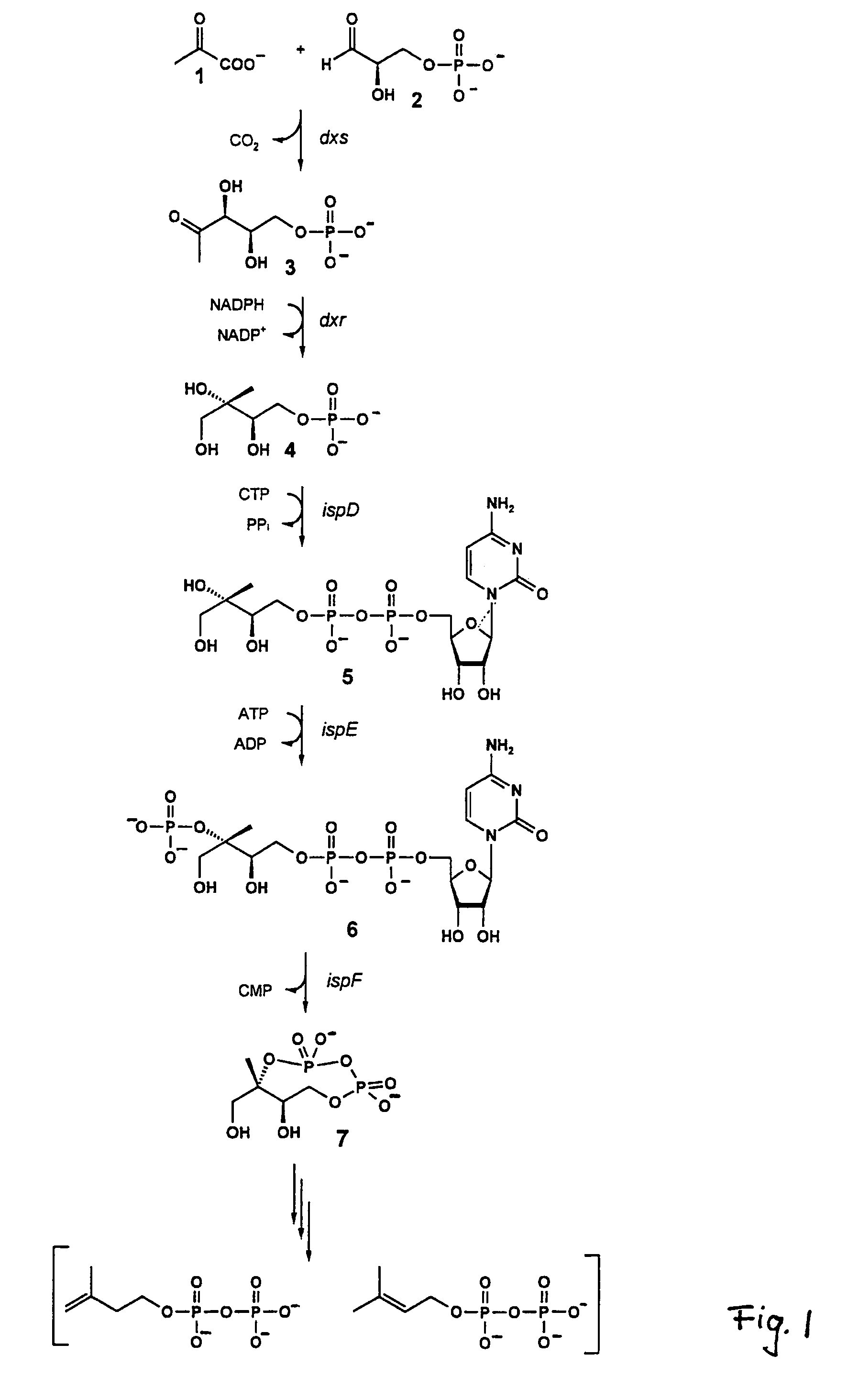 Intermediates and enzymes of the non-mevalonate isoprenoid pathway