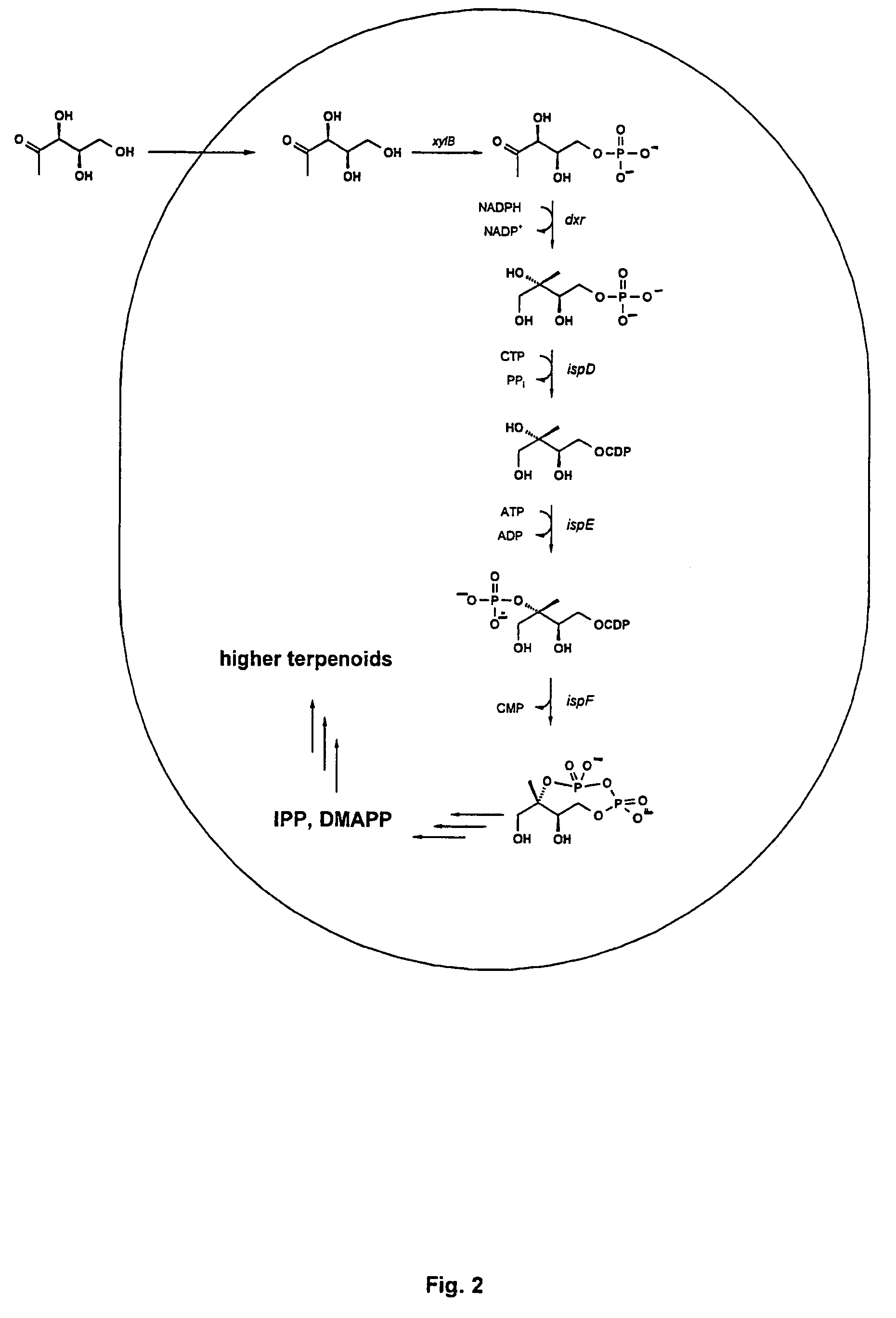 Intermediates and enzymes of the non-mevalonate isoprenoid pathway