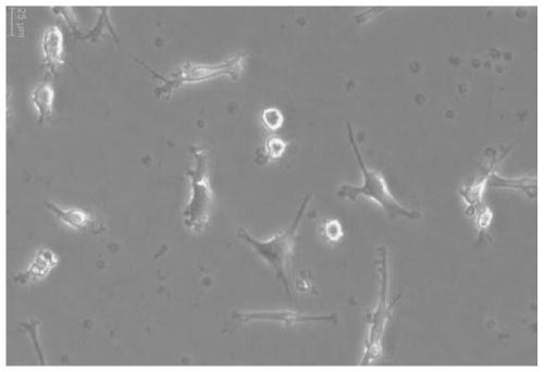 Construction method of AFFT2 cells