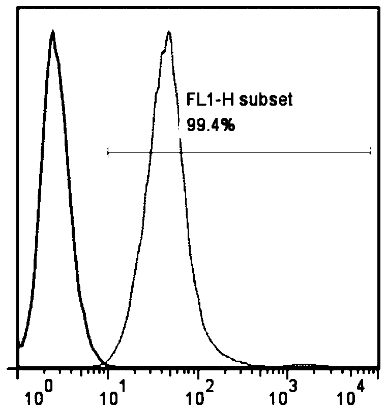 Construction method of AFFT2 cells