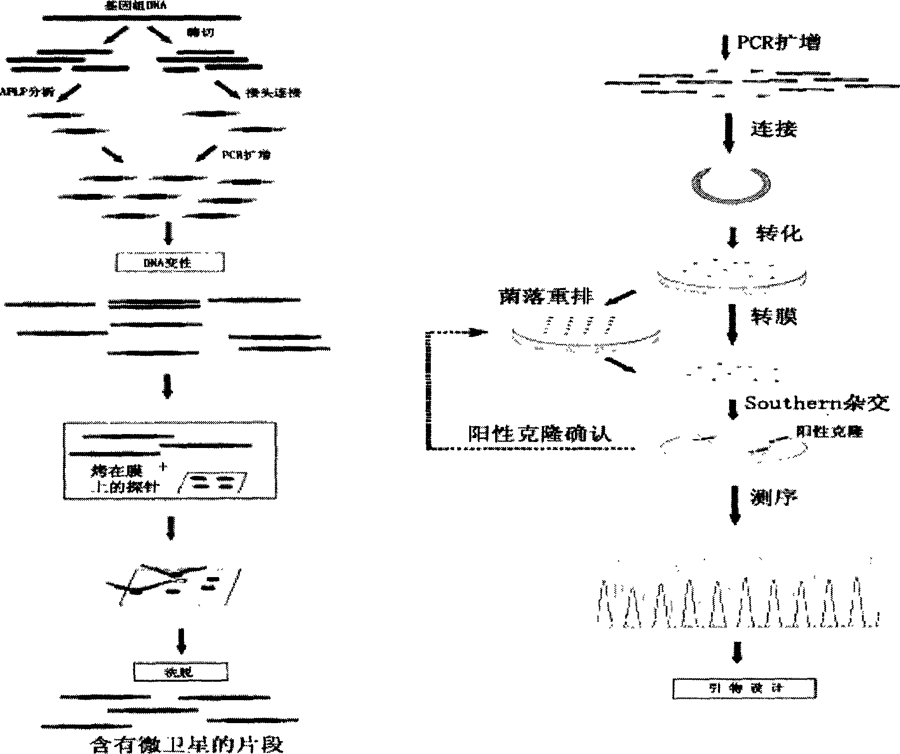 Process for fast separating, screening microsatellite mark of sea shell kind