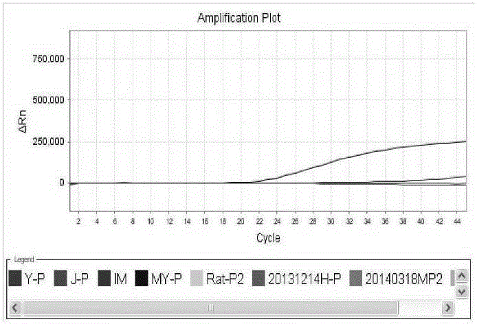 Primers, probe composition and kit for rapid identification of nine animal origin ingredients in food or feed, detection method for identification of nine animal origin ingredients in food or feed and application of primers, probe composition, kit and detection method