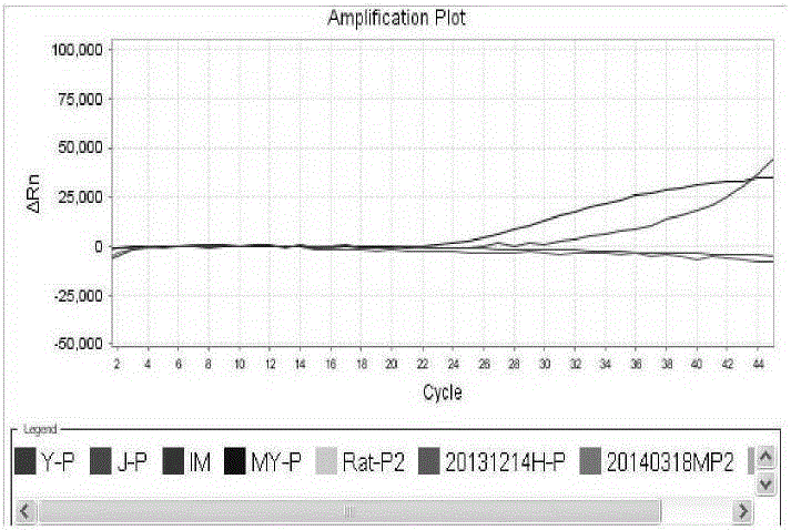 Primers, probe composition and kit for rapid identification of nine animal origin ingredients in food or feed, detection method for identification of nine animal origin ingredients in food or feed and application of primers, probe composition, kit and detection method