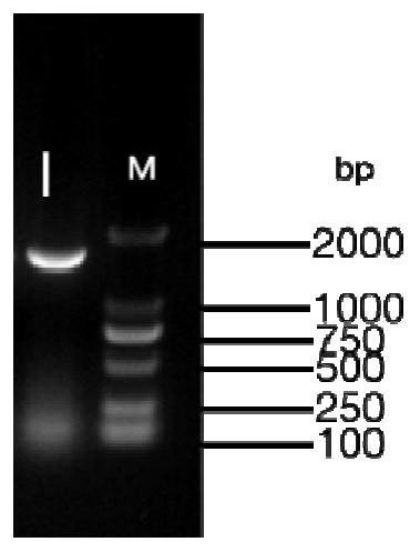 Red grape ABA8ox3 gene overexpression vector as well as construction method and application thereof