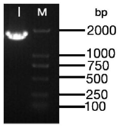 Red grape ABA8ox3 gene overexpression vector as well as construction method and application thereof