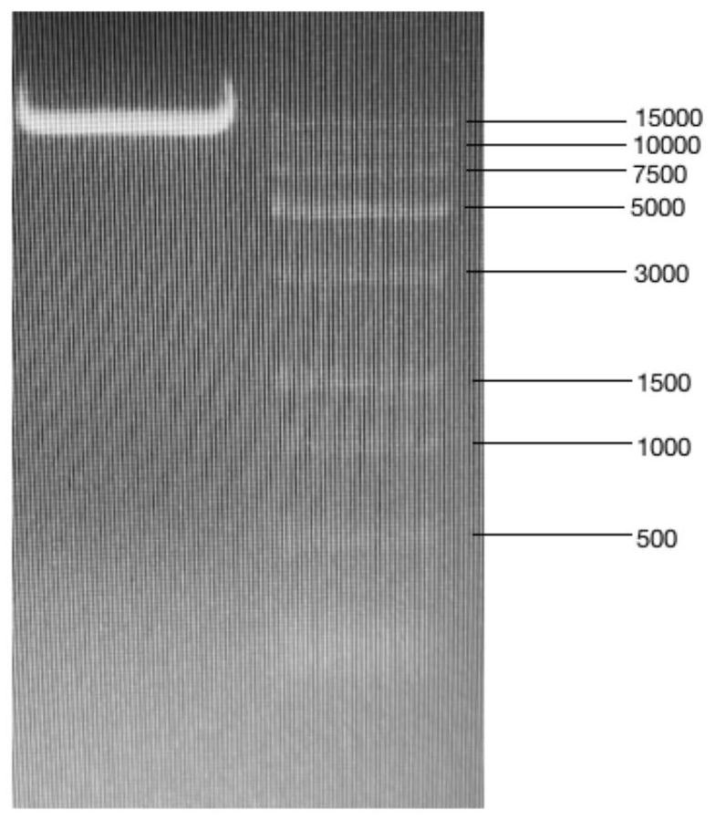 Red grape ABA8ox3 gene overexpression vector as well as construction method and application thereof