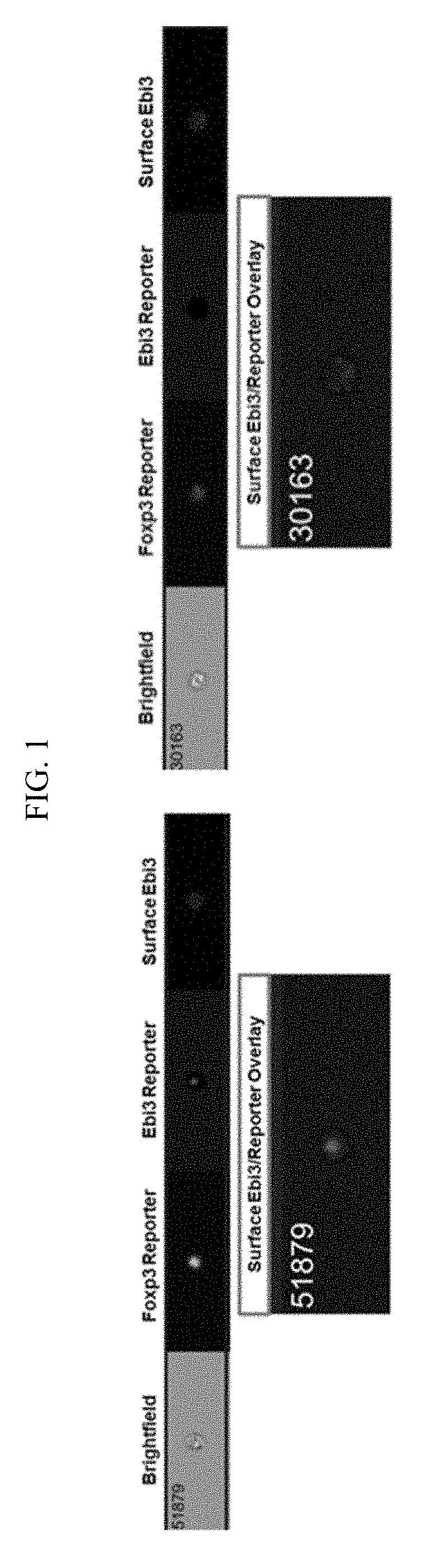 T cell-bound cytokine assay for antigen-specific tolerance