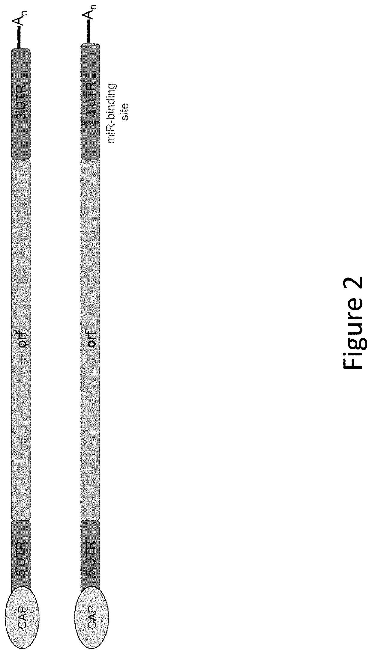 Methods for therapeutic administration of messenger ribonucleic acid drugs