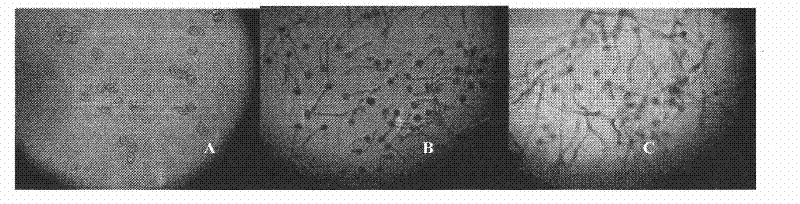 Liquid medium for Radix scutellariae pollen in-vitro germination and method for testing activity of Radix scutellariae pollen