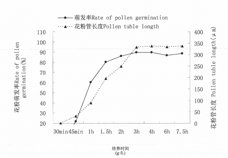 Liquid medium for Radix scutellariae pollen in-vitro germination and method for testing activity of Radix scutellariae pollen