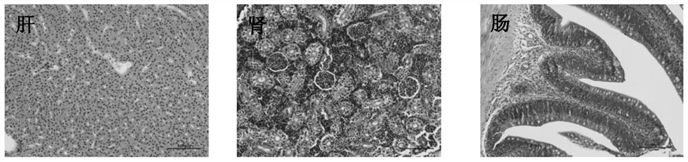 Construction method of lipopolysaccharide induced fish multi-organ injury model