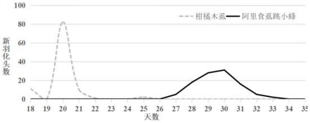 Large-scale production method of diaphorina aliensis