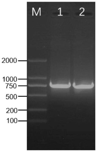 Grape cytokinin response regulator VvRR gene and encoded protein and application thereof