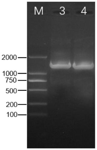 Grape cytokinin response regulator VvRR gene and encoded protein and application thereof