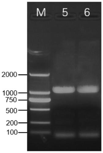 Grape cytokinin response regulator VvRR gene and encoded protein and application thereof