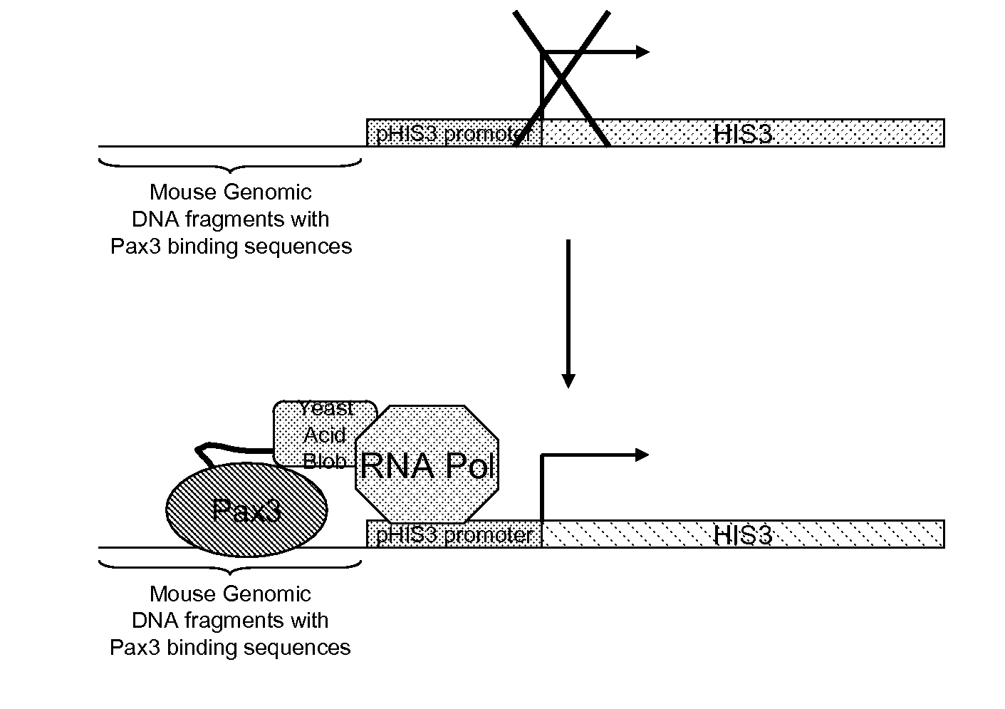 System for pulling out regulatory elements using yeast