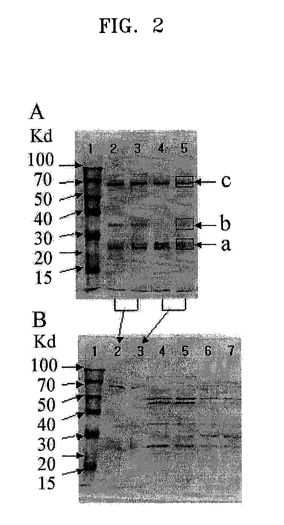 Microorganism of Enterobacteriacae genus haboring genes associated with L-carnitine biosynthesis and method of producing L-carnitine using the microorganism