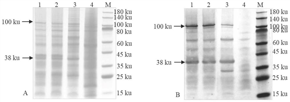 Blocking ELISA antibody detection kit based on EHDV core-like particles, preparation method and application