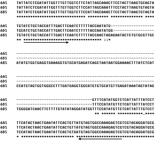 Trichophyllum 6vs chromosome-specific molecular marker 6vs-bh1 and its use