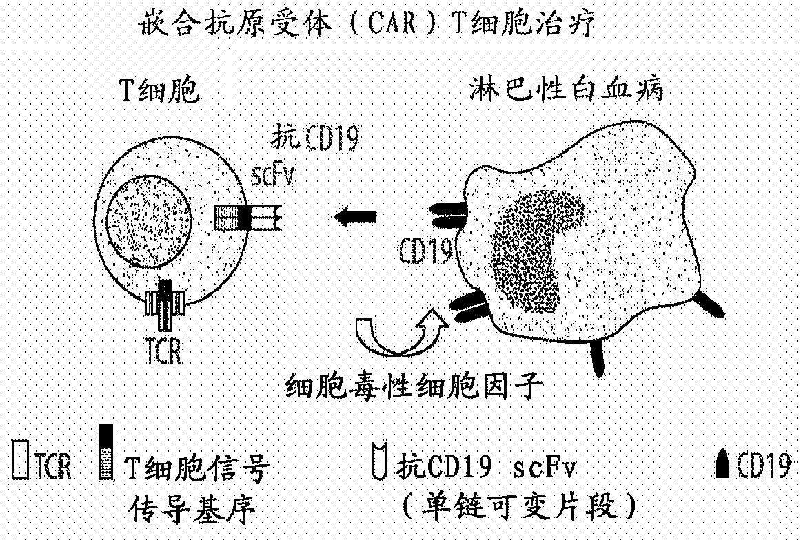 Tumor immunotherapy