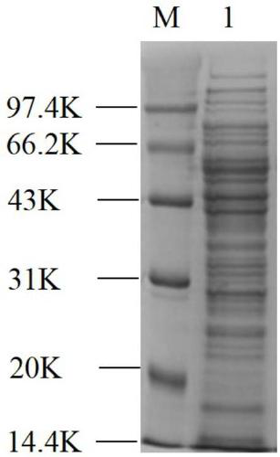 An alpha-amylase mutant with improved enzymatic activity and applications thereof