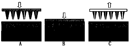 Stem cell micro-needle patch for resisting wrinkles and removing freckles and preparation method thereof