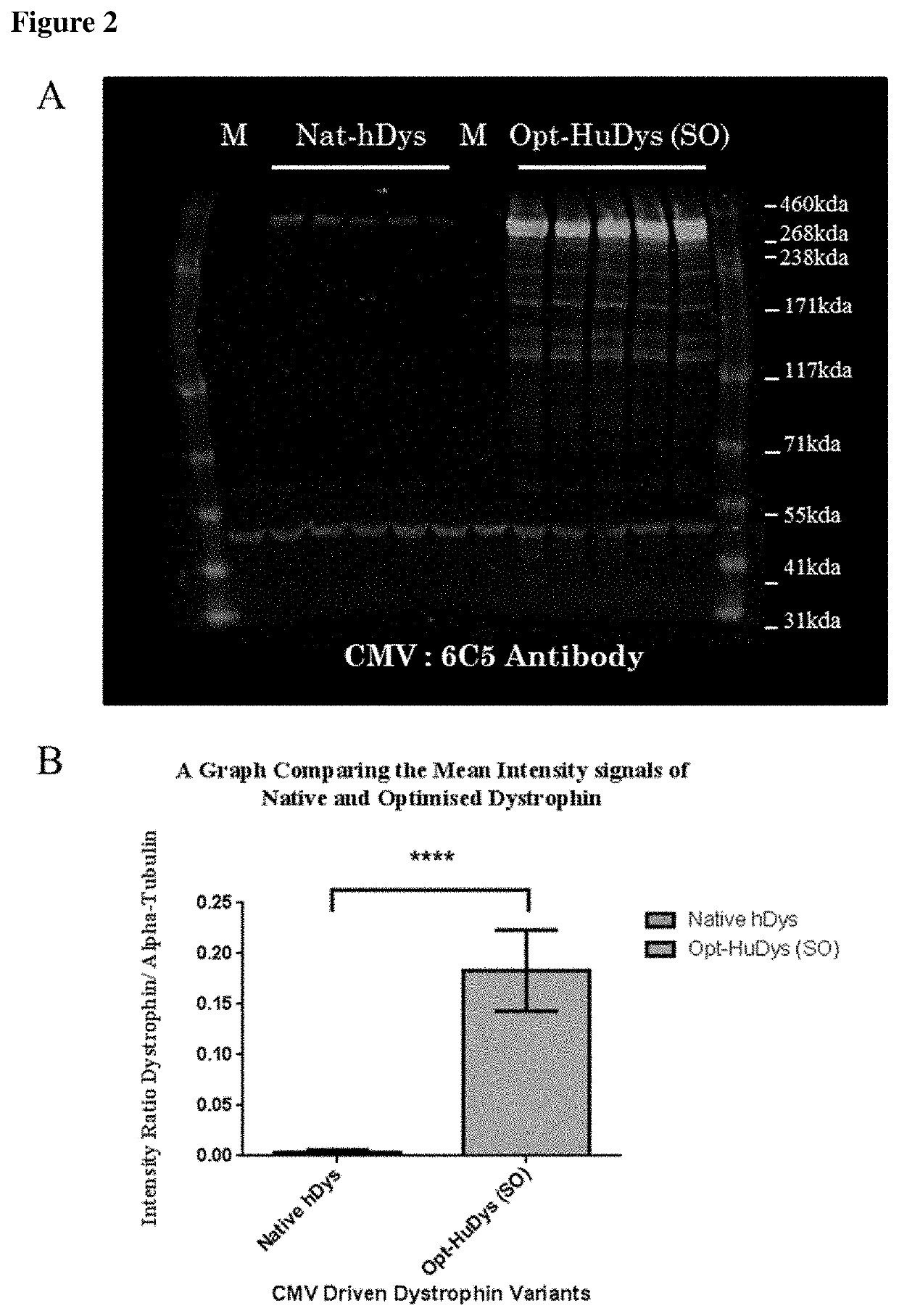 Treatment of Muscular Dystrophies