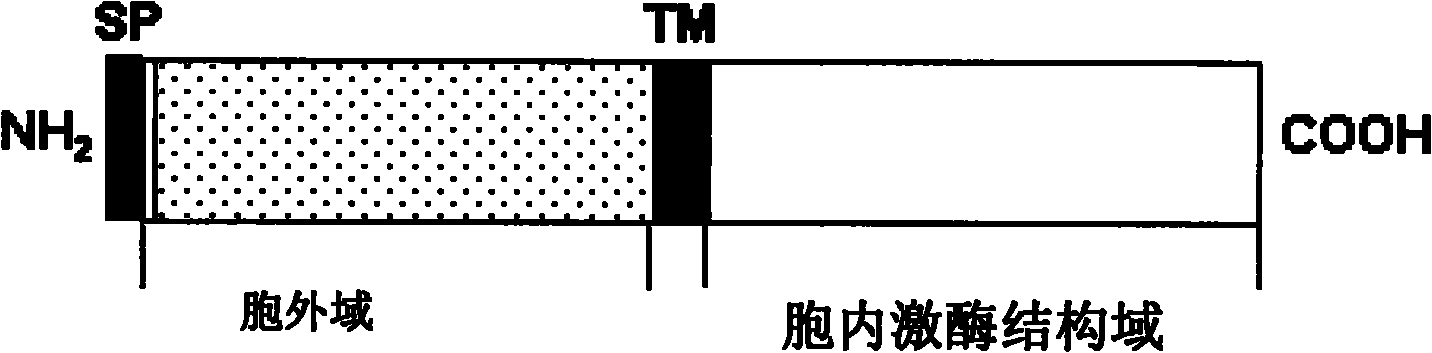 Plant stress resistance related protein GmSIK1, coding gene thereof and application thereof