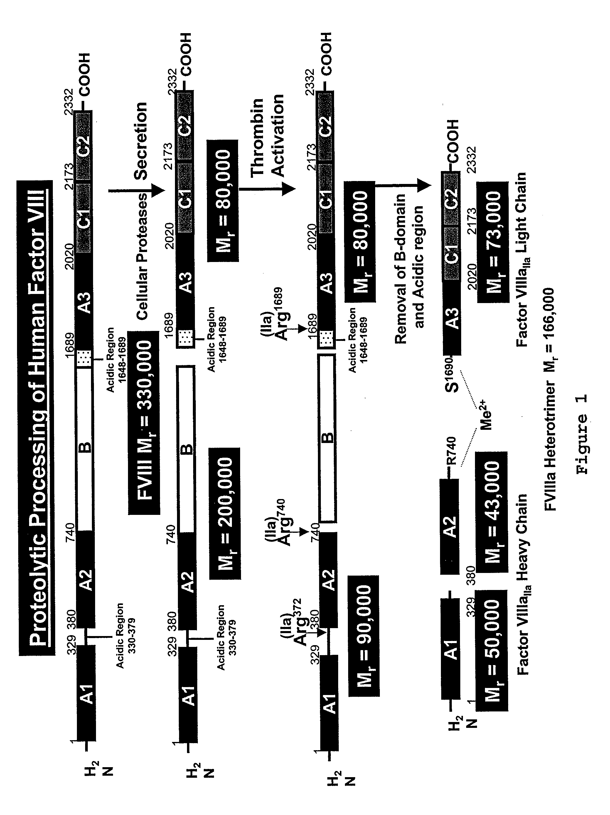 Compositions and methods for the treatment of hemophilia a