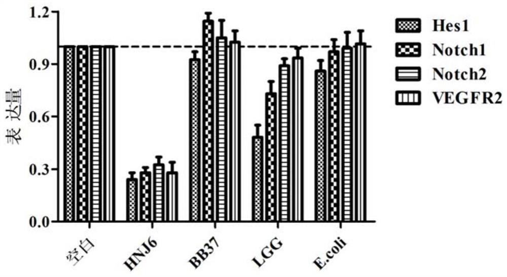 A kind of Bifidobacterium bifidum capable of alleviating colorectal cancer and its application