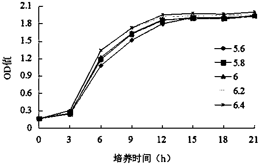 Method for purely fermenting chili sauce by utilizing leuconostoc mesenteroides