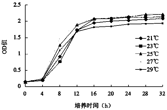 Method for purely fermenting chili sauce by utilizing leuconostoc mesenteroides