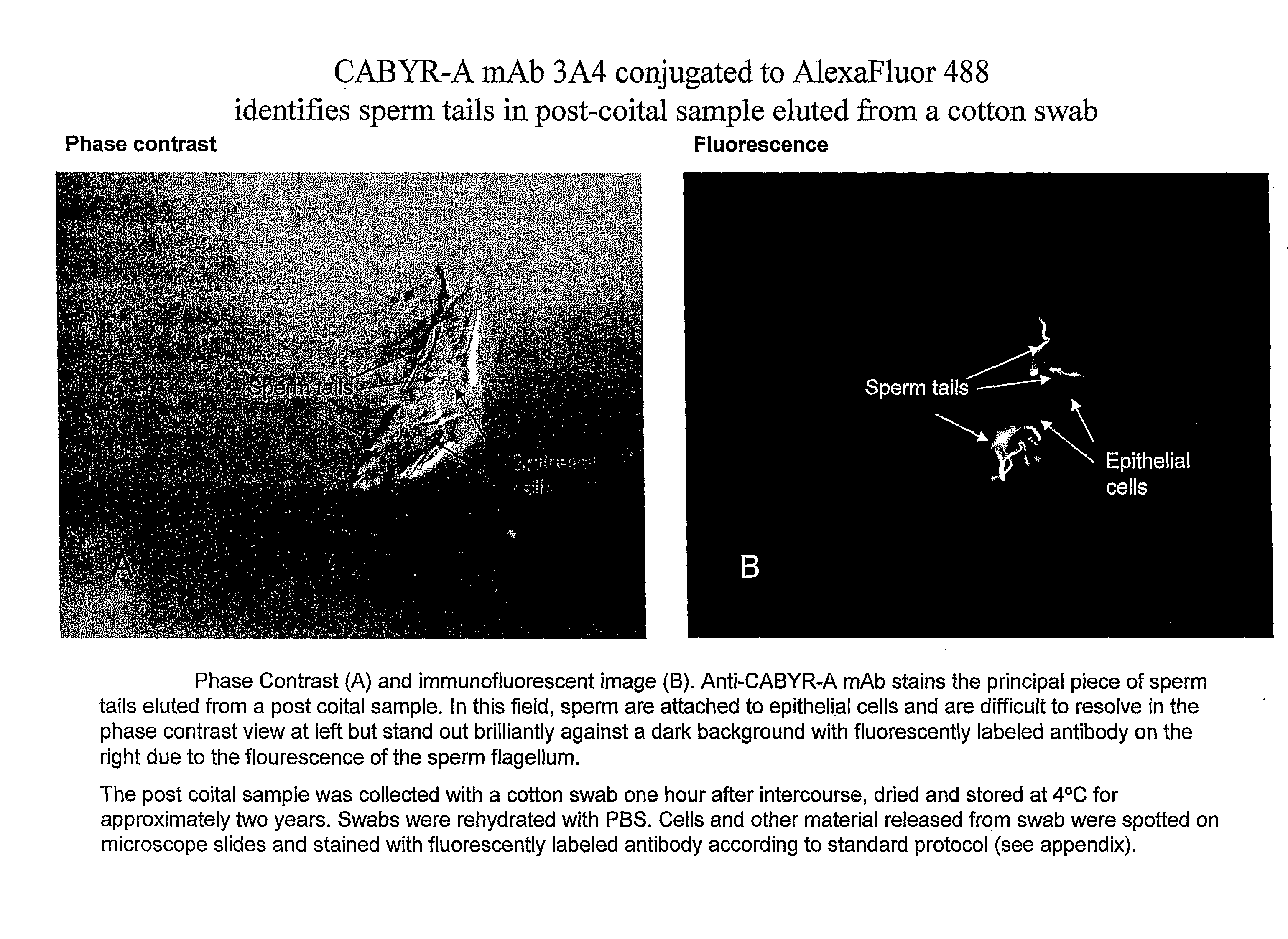 Compositions and Methods for Identifying Sperm for Forensic Applications