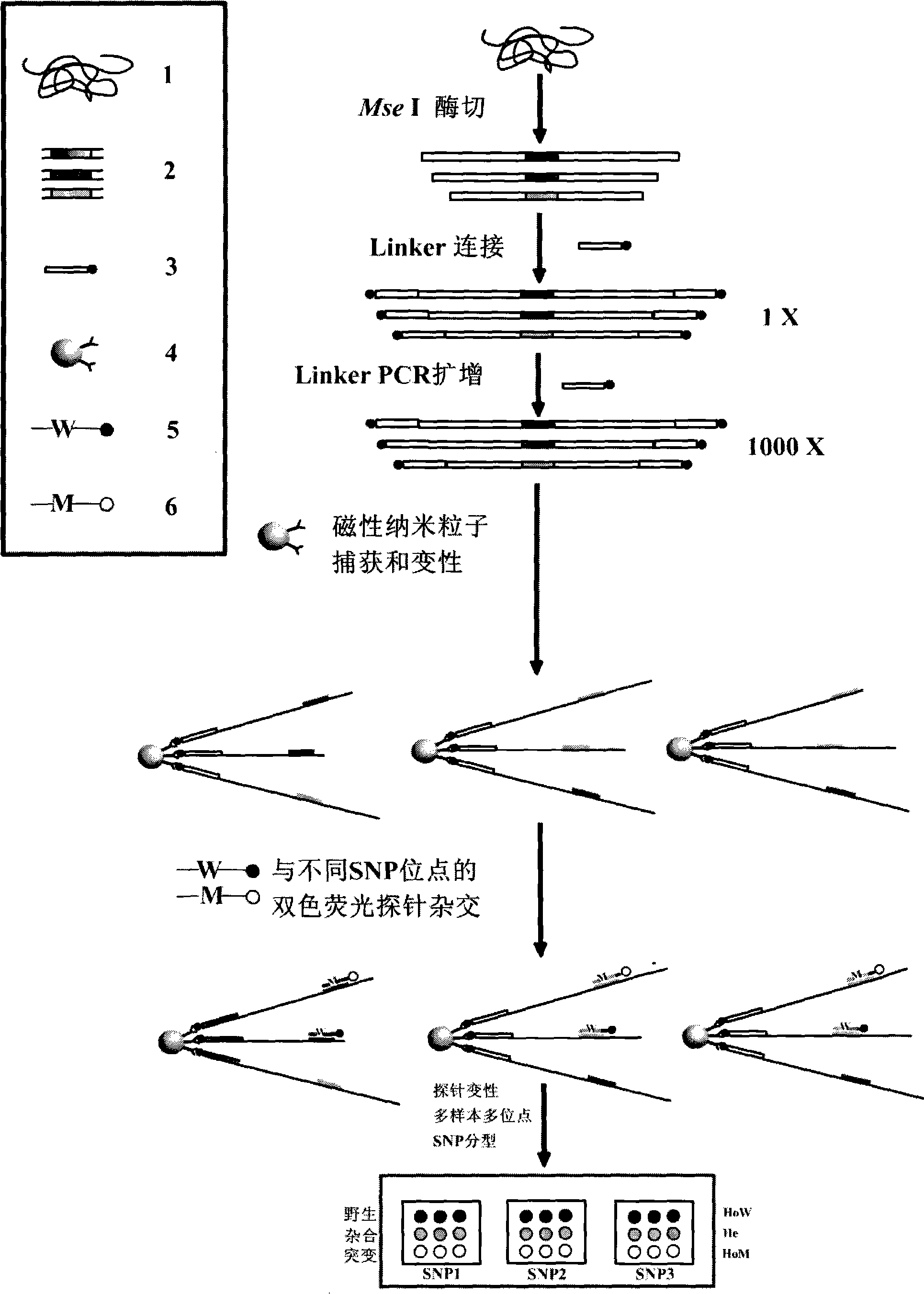 Mononucleotide polymorphism detecting process based on Linker-PCR and magnetic nano-particles