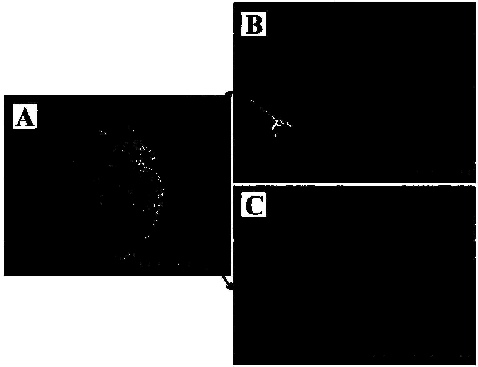 Method used for preparing microcarrier/polymer composite scaffold by electro-deposition