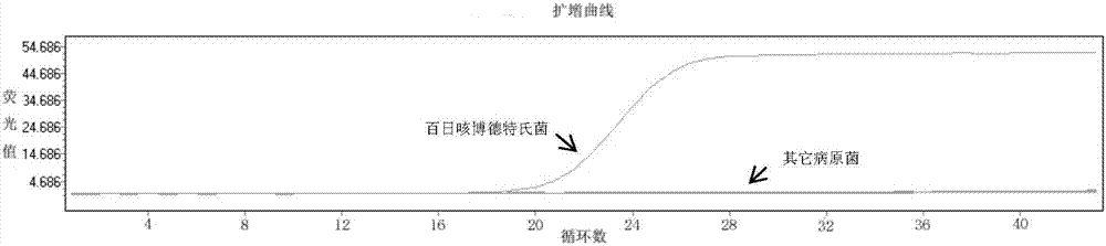 Kit and method for fluorescent quantitative detection of Bordetella pertussis