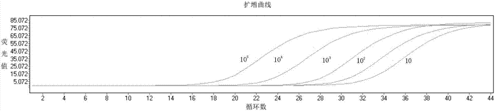 Kit and method for fluorescent quantitative detection of Bordetella pertussis