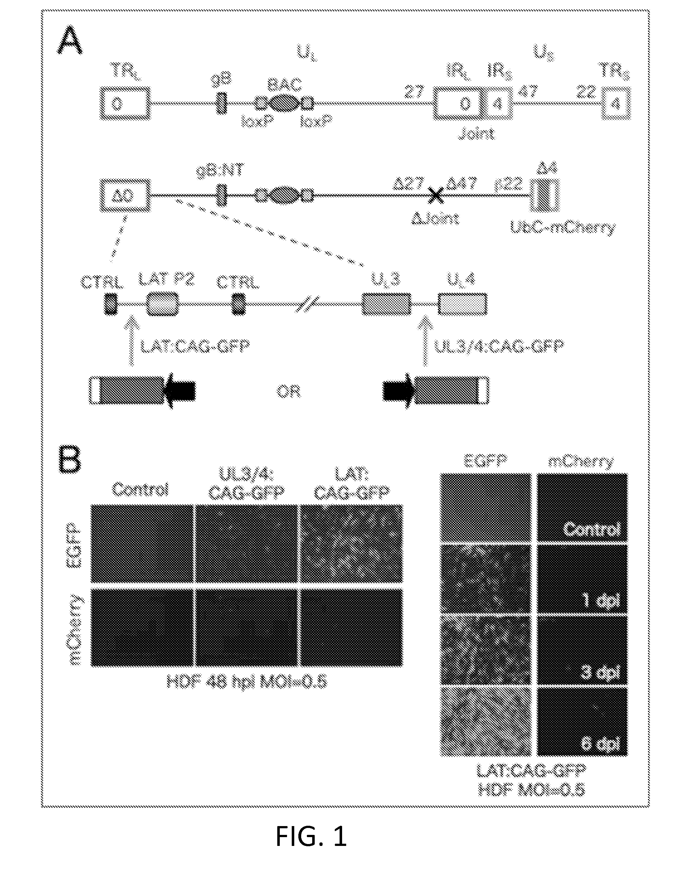 Non-toxic hsv vectors for efficient gene delivery applications and complementing cells for their production