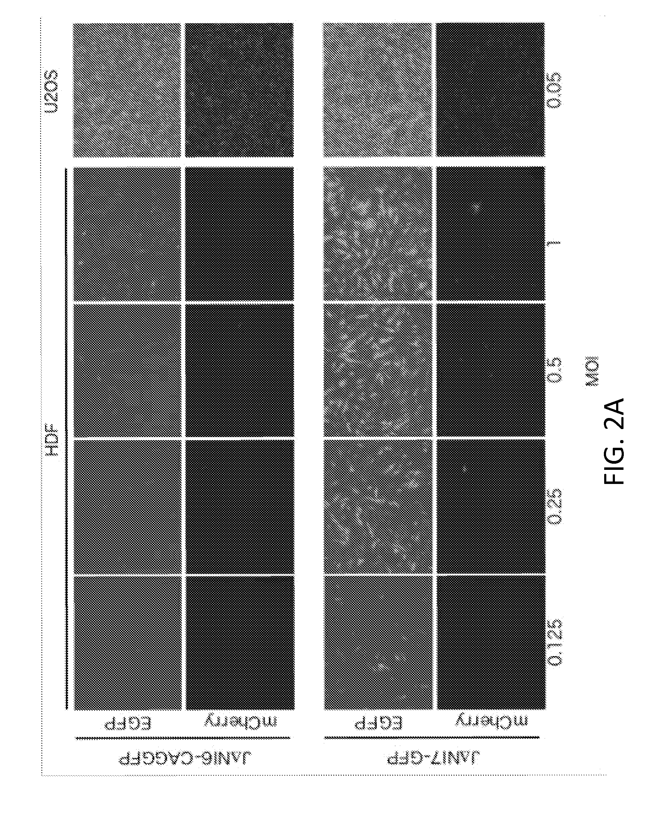 Non-toxic hsv vectors for efficient gene delivery applications and complementing cells for their production