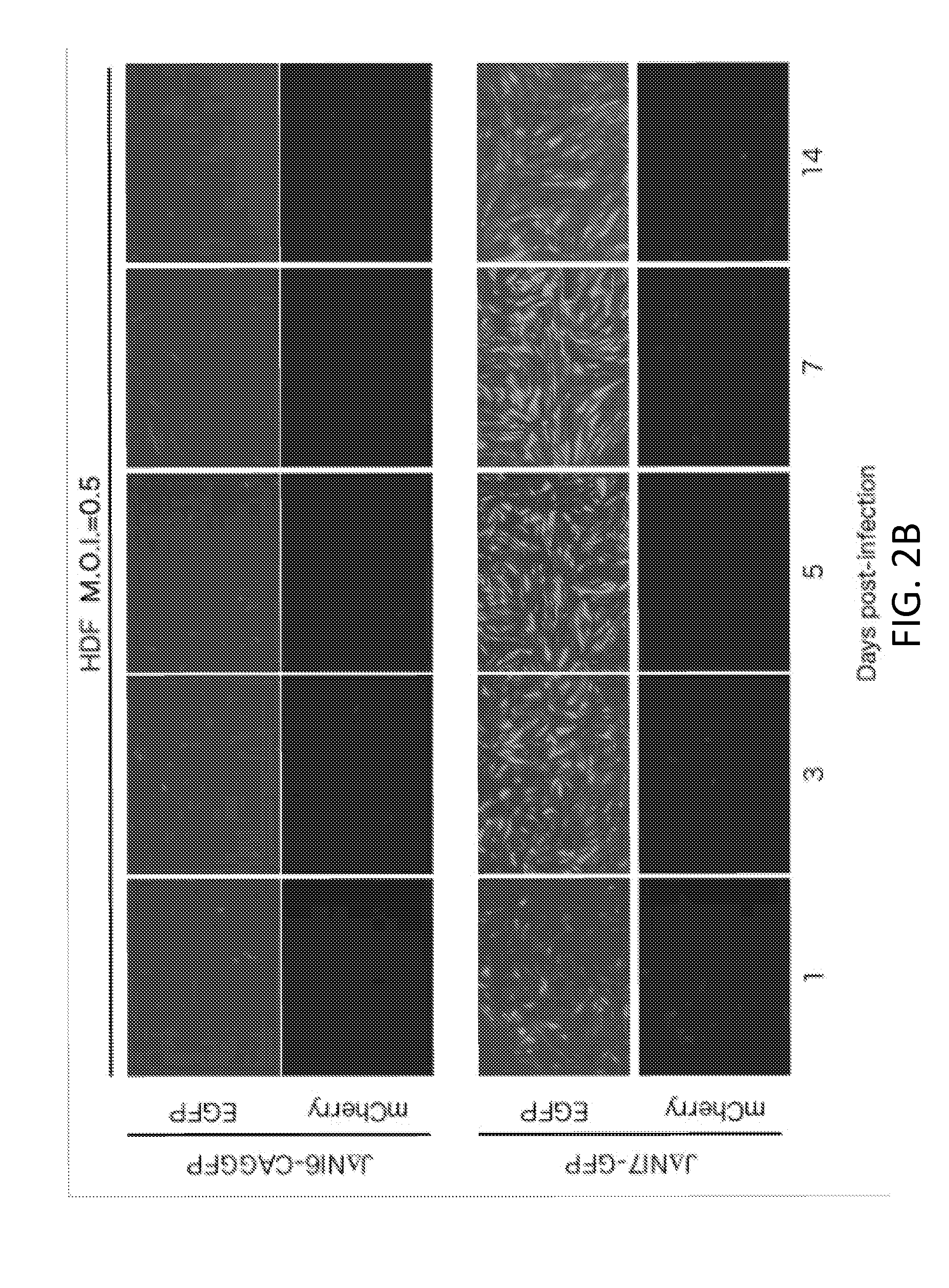 Non-toxic hsv vectors for efficient gene delivery applications and complementing cells for their production