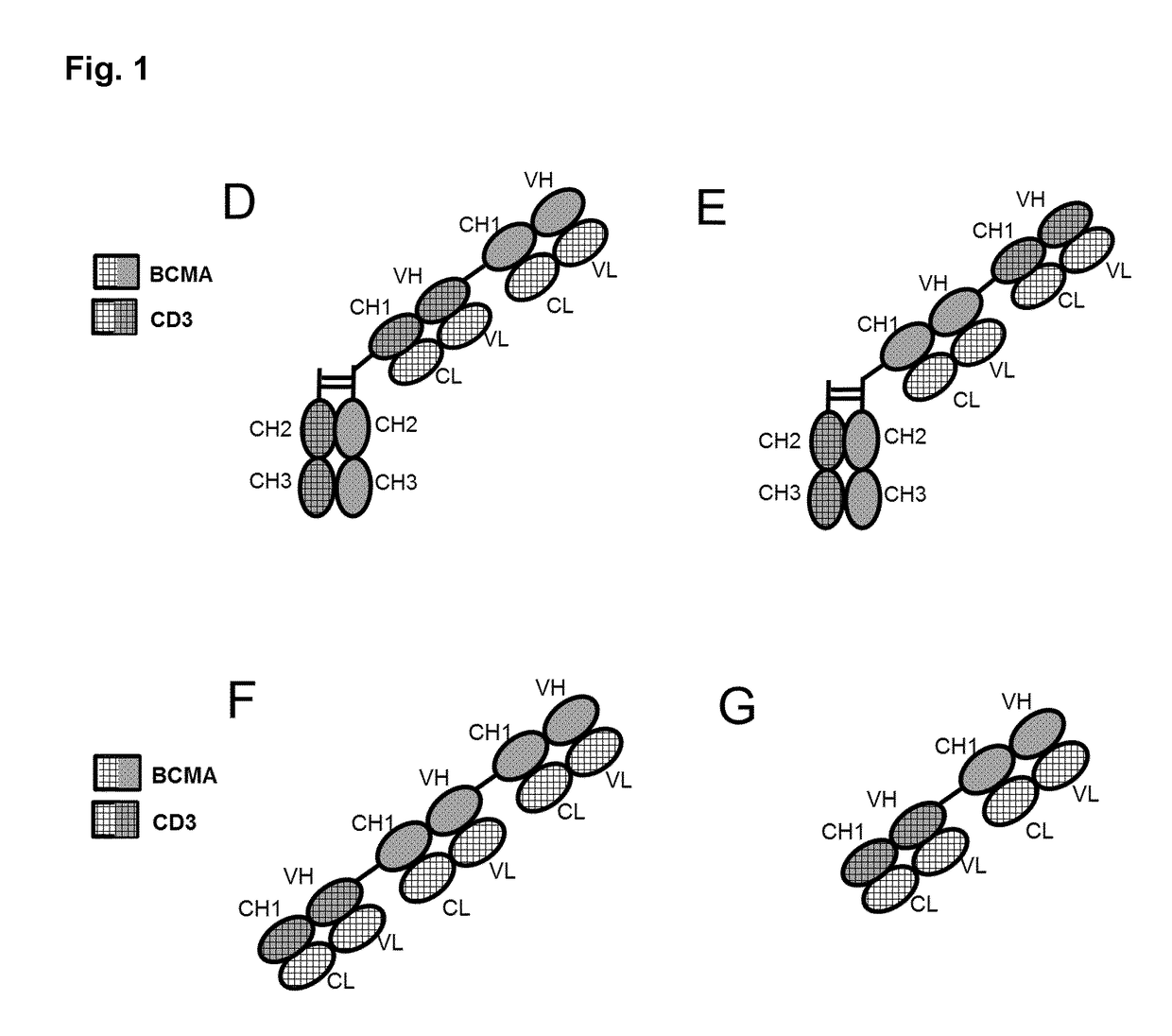 Bispecific antibodies against cd3epsilon and bcma