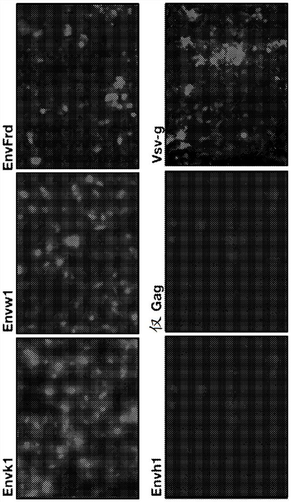 Compositions and methods for delivery of cargo to target cells