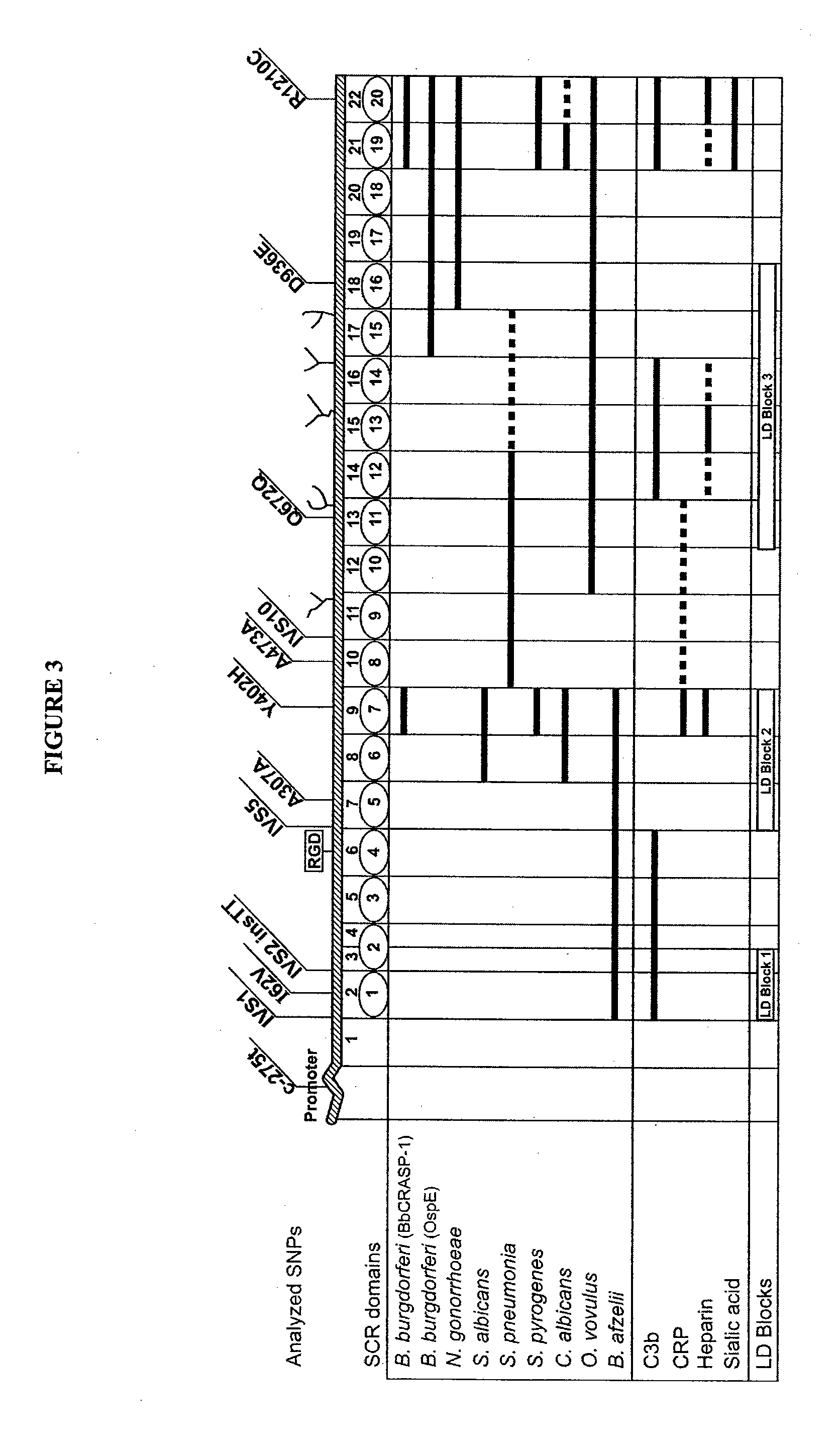 Therapeutic Compositions for Age-Related Macular Degeneration