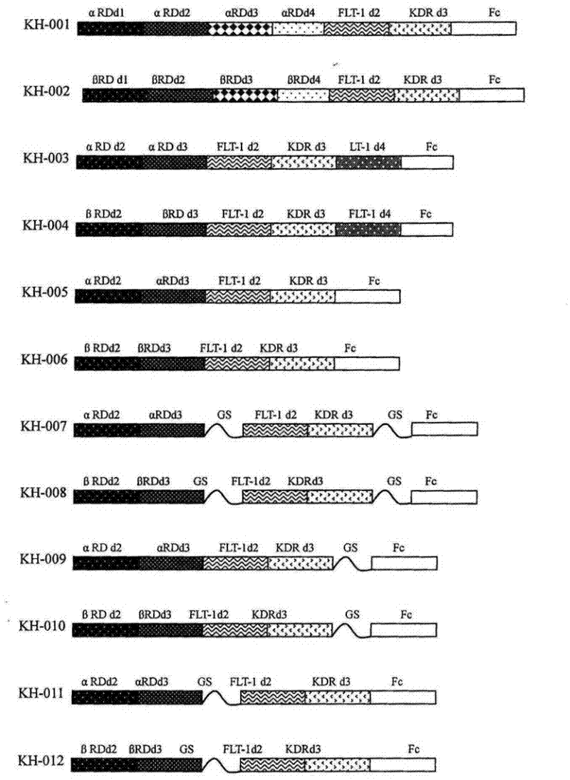 Fusion protein used for inhibiting regeneration or growth of blood vessel and medical treatment application thereof