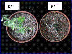 Rapid screening method for identification of tomato cold resistance and application