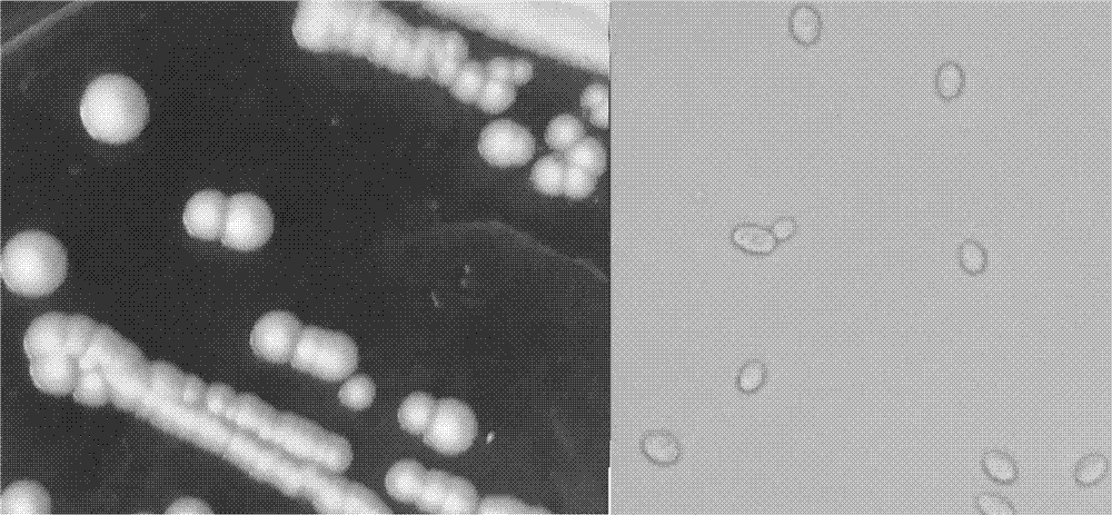 Production method for brewing faint-scent white wine by fermentation of multi-strain enhanced yeasts