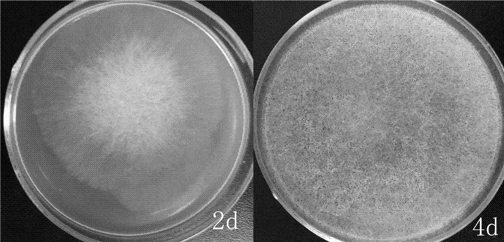 Production method for brewing faint-scent white wine by fermentation of multi-strain enhanced yeasts